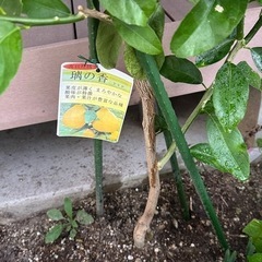 希少！りのかレモン苗木 ４年生