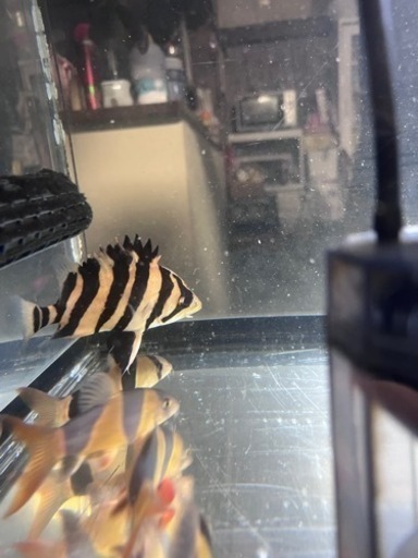 熱帯魚 ダトニオ