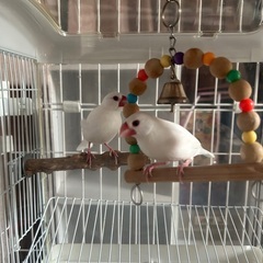 手乗り文鳥