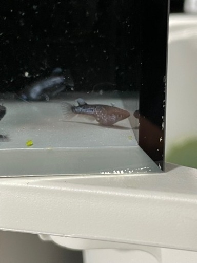 取引中　種親候補　ミッドナイトフリル　漆黒タイプ　オス２匹メス1匹　現物販売　