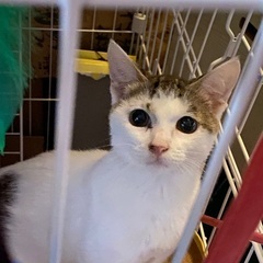 生後約6ヶ月の子猫1匹です☆