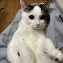 2月からトライアル予約可能、6か月キジブチくんの里親さん募集！現...