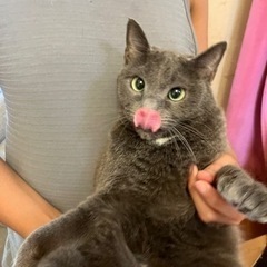 グレー　みなみちゃん