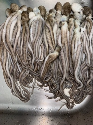 釣り餌