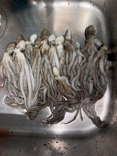 釣り餌