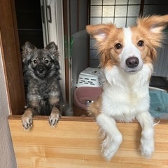 2匹同時に里親募集