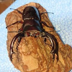 フォルスターフタマタクワガタ キヨタミ 幼虫5匹セットの画像