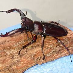 フォルスターフタマタクワガタ キヨタミ 幼虫5匹セットの画像