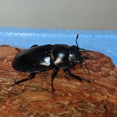 フォルスターフタマタクワガタ キヨタミ 幼虫5匹セットの画像