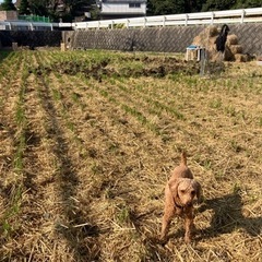 防府市　ドッグランの画像