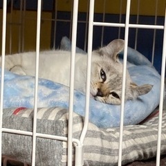 3ヶ月　可愛い仔猫