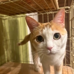 茶白ハチワレ　雌1歳