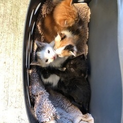 毛並は違ってもノラ4兄弟(=^ェ^=)だよー