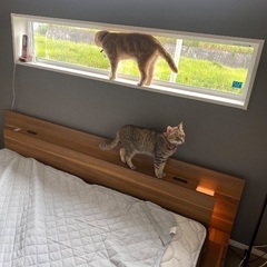 クイーンベッド　お買い上げ済の画像