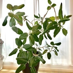 観葉植物 フィカス・ベンガレンシス鉢植え