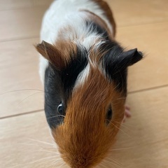 モルモットメス2ヶ月