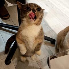 猫カフェ猫好きな方