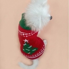 わんちゃん　小型犬　クリスマス　洋服の画像