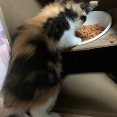４匹保護猫