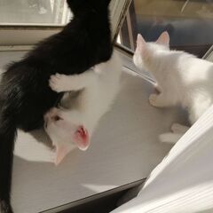 生後二ヶ月の子猫です。