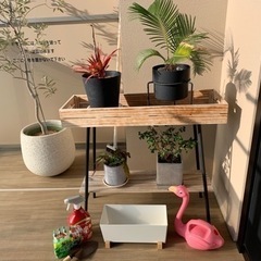 観葉植物🪴セット