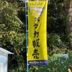 ★　めだか屋チャティー　改良めだか　販売します！　11/30　★　の画像