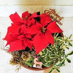 【💖Thankyou💖】ポインセチア寄植え🎄観葉植物