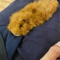 テディモルモットの里親募集