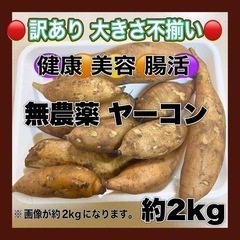 無農薬 訳あり ヤーコン 2kg
