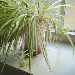 植物の画像