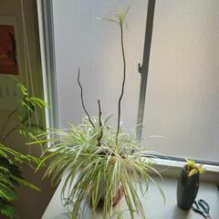 植物の画像