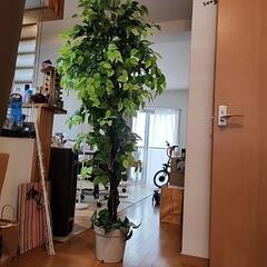 フェイクグリーン 高さ180cnの画像