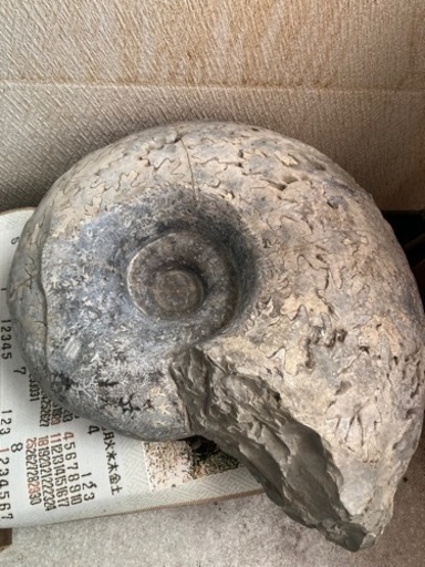 アンモナイト！大きな化石　⭐️25万円→149999円へ