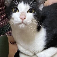 甘えた黒白ハチワレくん！おむすびくん