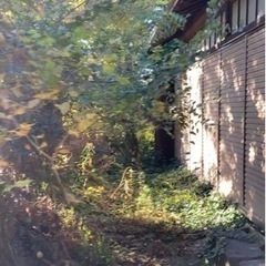 庭木の手入れ　※12月10日2週間留守をするので返信が年末になります。