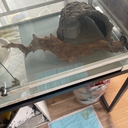 爬虫類用流木