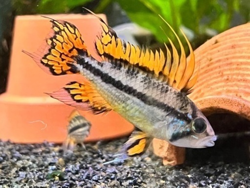 アピストグラマカカトゥオイデスダブルレッド2ペア