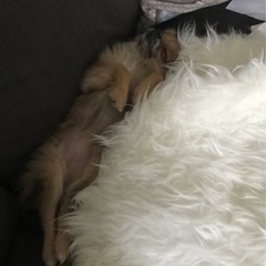 犬友達探してます！