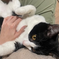 5/12生まれ白黒のオスの子猫