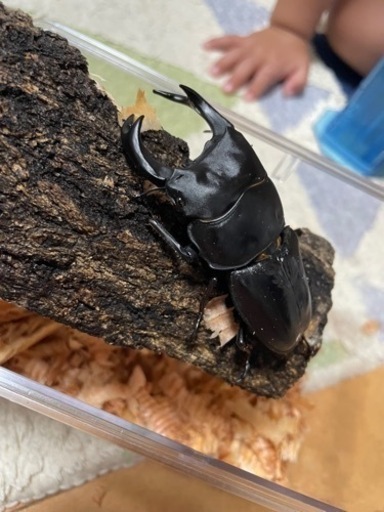 能勢YG血統オオクワガタ未使用‼️