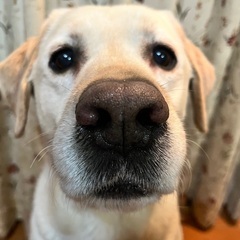 里親様決定/ありがとうございました。
