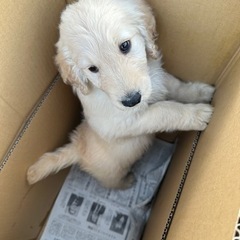 ペットショップCoCo入荷案内