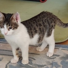 猫風邪で片目が見えない兄弟です
