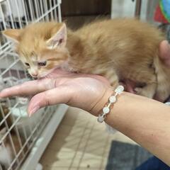 【一時募集停止します】10月19日生まれオス - 猫