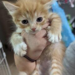 【一時募集停止します】10月19日生まれオス − 鹿児島県