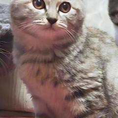 【終了】虜になるくらい可愛い子猫！生後5ヶ月！里親募集中！