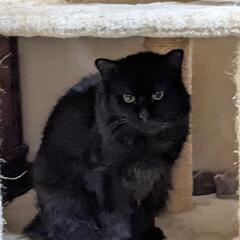 黒猫中毛雑種猫の里親を募集します。