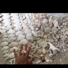 沖縄貝殻大量　シーグラス  貝殻クラフト　貝殻アート　石垣島貝殻手作り工作にの画像