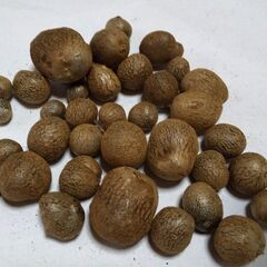 ムカゴ50個　無農薬