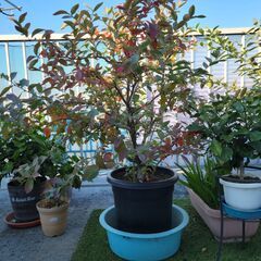 大型の植木鉢に植えてある植木です